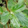 Begonia acutifolia sinonimo B. acuminata, pianta da interno