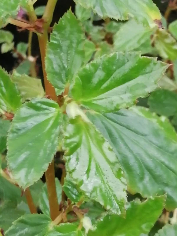 Begonia acutifolia sinonimo B. acuminata, pianta da interno