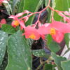 Begonia albo-picta var. rosea, pianta da interno