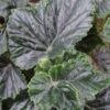 Begonia Alleryi, pianta da interno