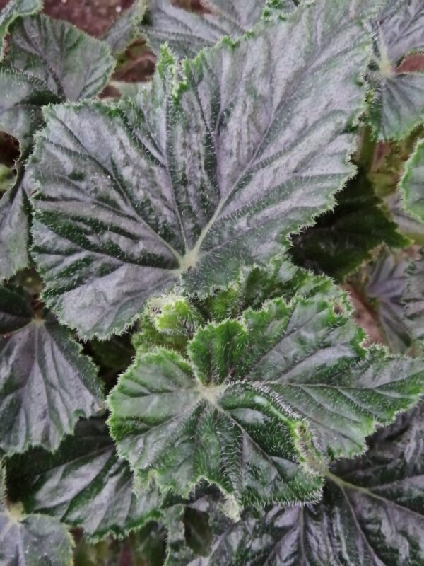 Begonia Alleryi, pianta da interno
