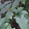 Begonia Alma Milliken, pianta da interno