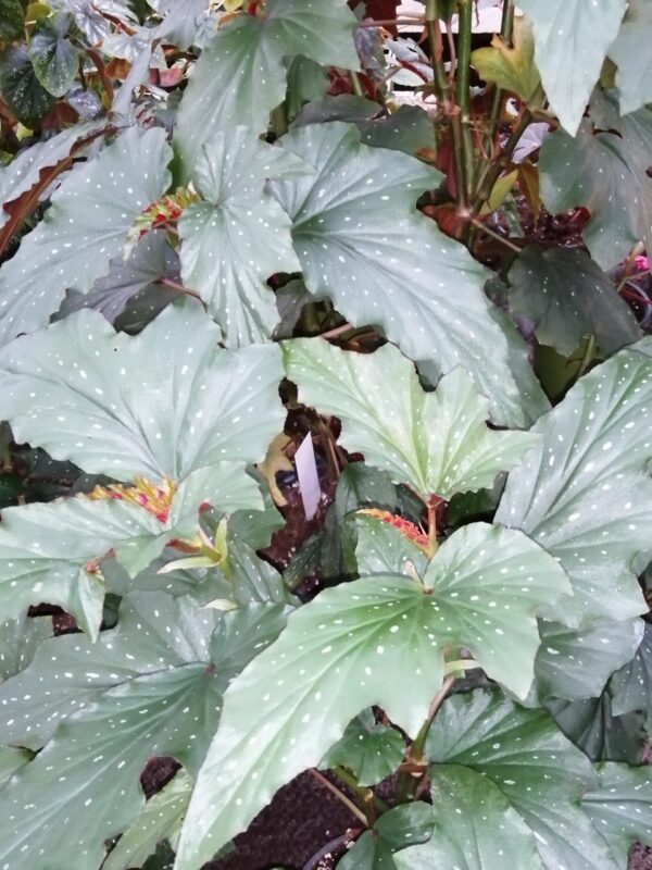 Begonia Alma Milliken, foto 2