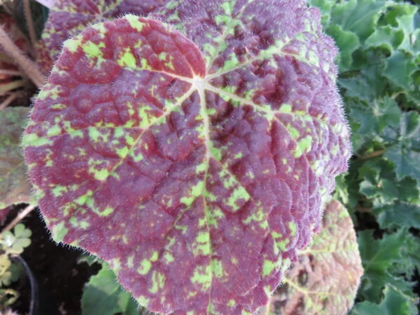 Begonia Marmaduke, foto 5