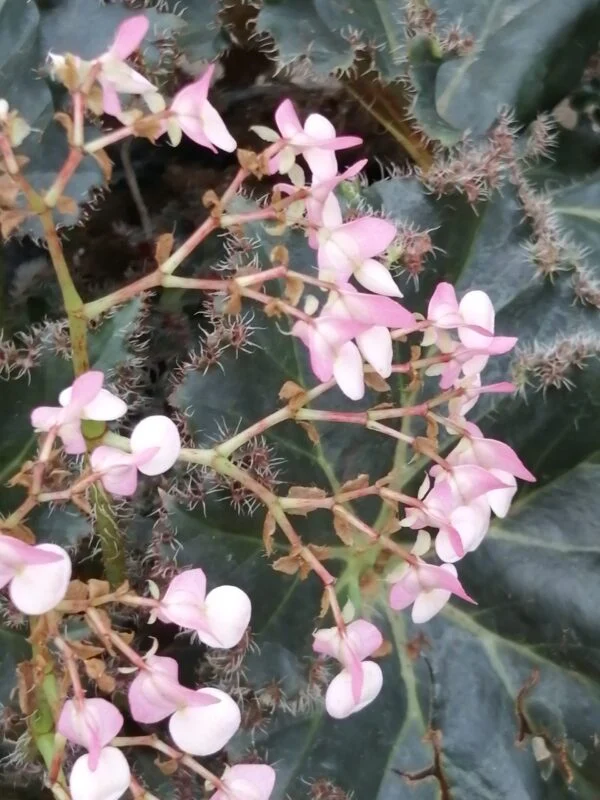 Begonia Munchkin, foto 2