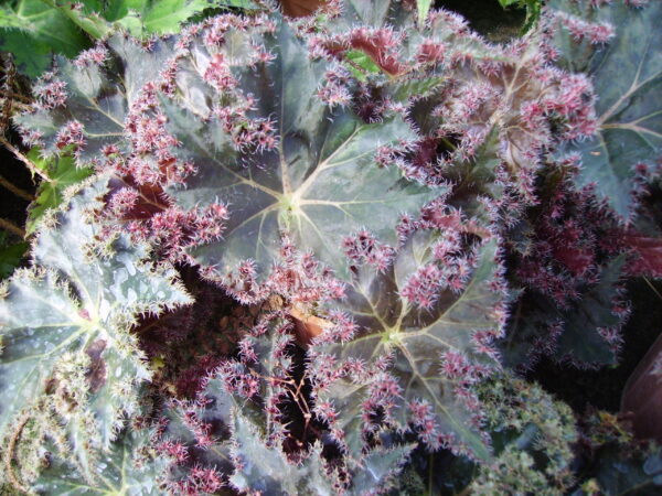 Begonia Munchkin, foto 5
