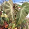 Begonia angularis Raddi, sin. Begonia zebrina, sin. B. compta, pianta da interno