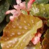 Begonia’ Apricot Supreme’, pianta da interno