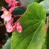 Begonia ‘Douglas Nisbet’, pianta da interno