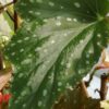 Begonia ‘Anna Christine’, foto 8