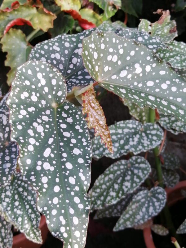 Begonia 'Anna Christine', foto 3