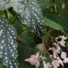 Begonia 'Anna Christine', pianta da interno