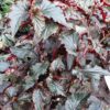 Begonia Arabian Sunset, pianta da interno
