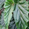 Begonia Ginny, pianta da interno
