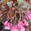 Begonia Arabian Sunset, foto 6