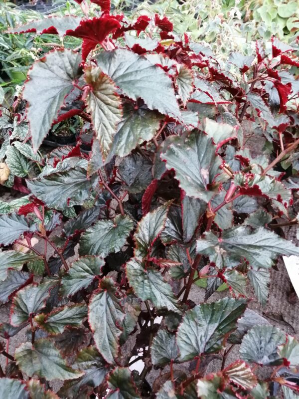 Begonia Arabian Sunset, pianta da interno