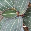 Ludisia discolor, pianta da interno