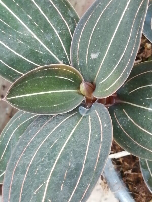 Ludisia discolor, pianta da interno