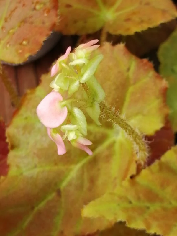 Begonia Amber Love, foto 3