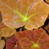 Begonia Autumn Ember, pianta da interno