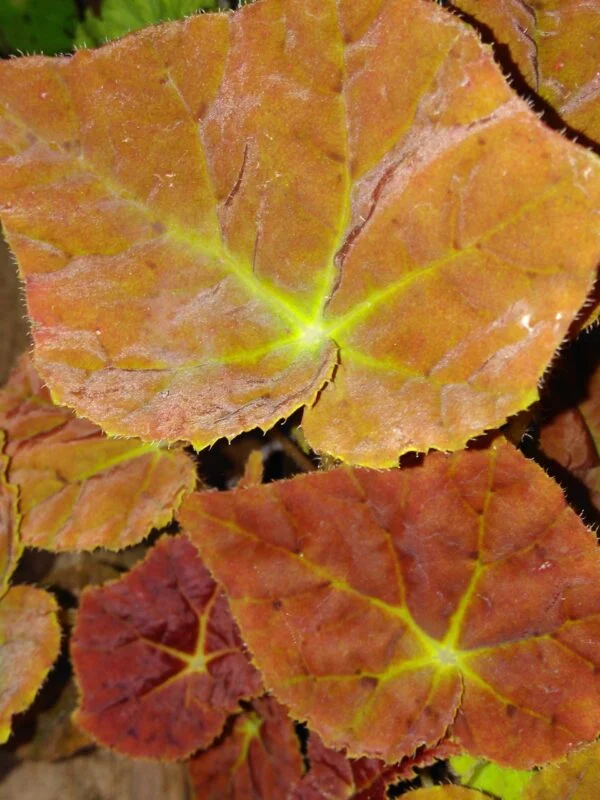 Begonia Autumn Ember, pianta da interno