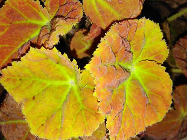 Begonia Amber Love, foto 2