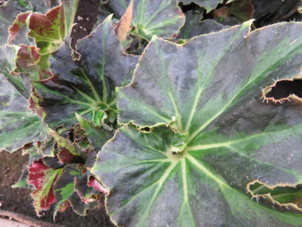 Begonia 'Baby Douk', foto 2