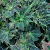 Begonia 'Baby Douk', pianta da interno