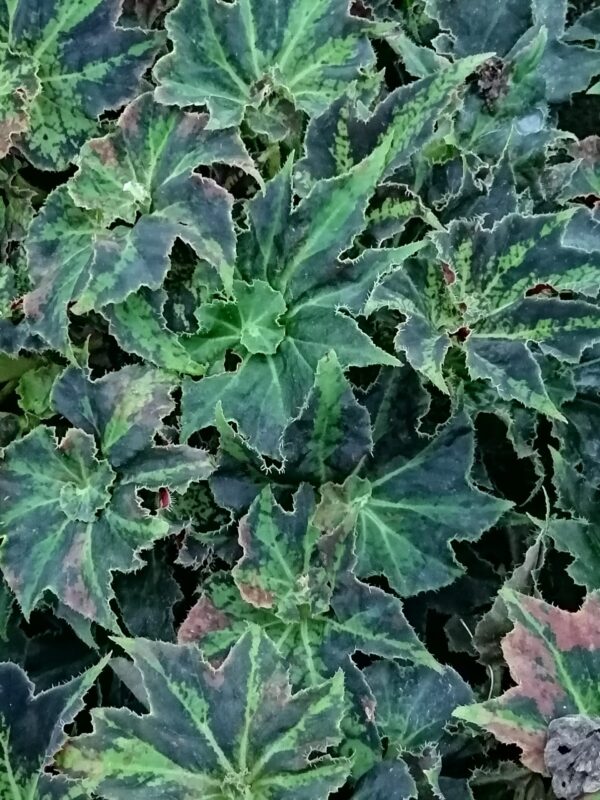 Begonia 'Baby Douk', pianta da interno
