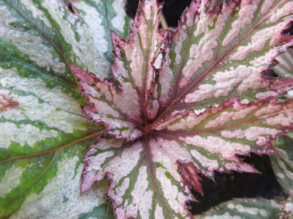 Begonia 'Benitochiba', foto 5