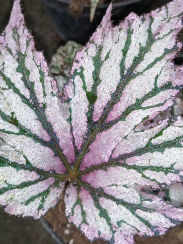 Begonia 'Benitochiba', foto 2