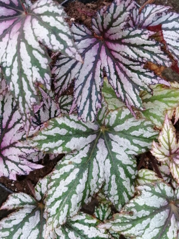 Begonia 'Benitochiba', foto 3