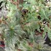 Begonia bipinnatifida, pianta da interno