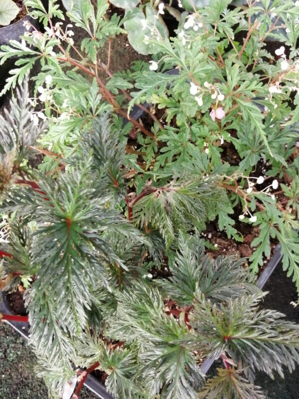 Begonia bipinnatifida, pianta da interno