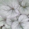 Begonia Silver Light, pianta da interno