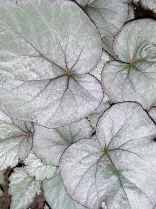 Begonia Silver Light, pianta da interno
