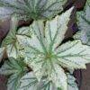 Begonia Silver Splendour, pianta da interno