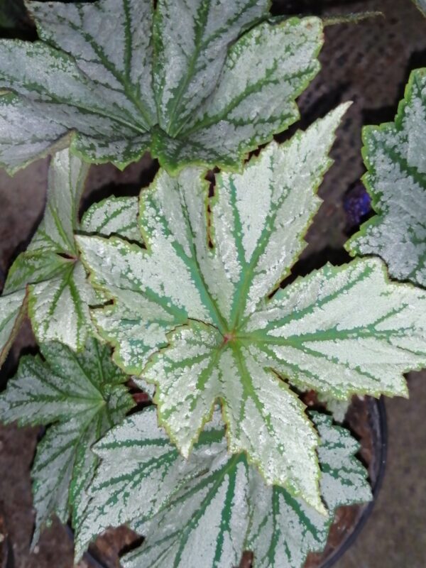 Begonia Silver Splendour, pianta da interno