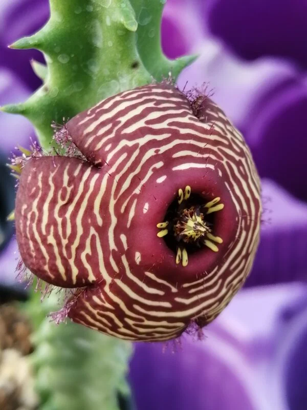 Begonia bipinnatifida, foto 4