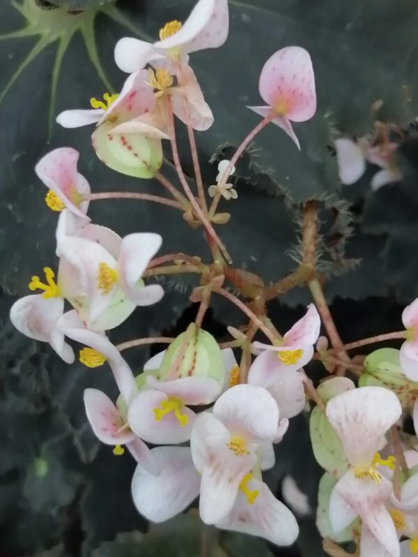 Begonia Black Beauty, pianta da interno