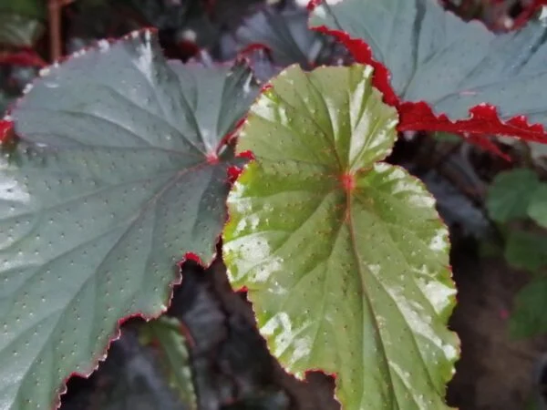 Begonia Black Magic, foto 2