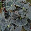 Begonia Black Taffeta, pianta da interno