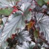 Begonia Black Magic, pianta da interno