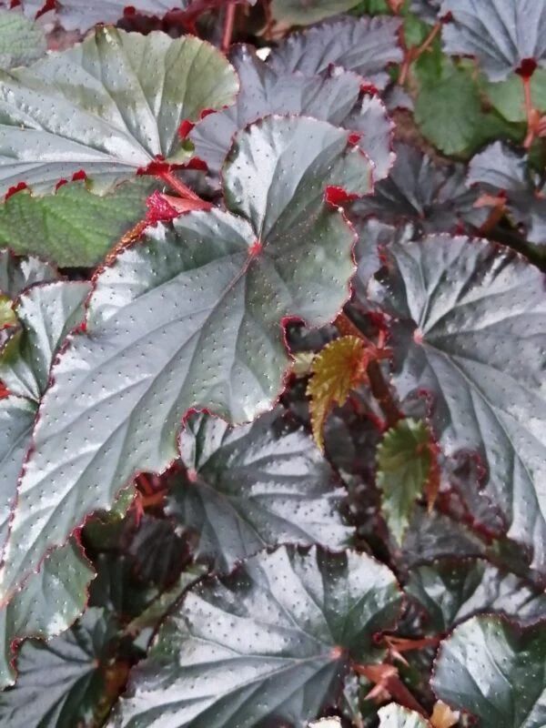Begonia Black Magic, pianta da interno