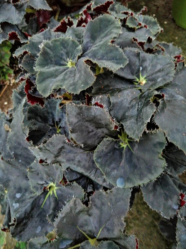 Begonia Black Taffeta, pianta da interno