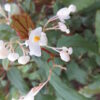 Begonia boisiana Gagnepain, pianta da interno