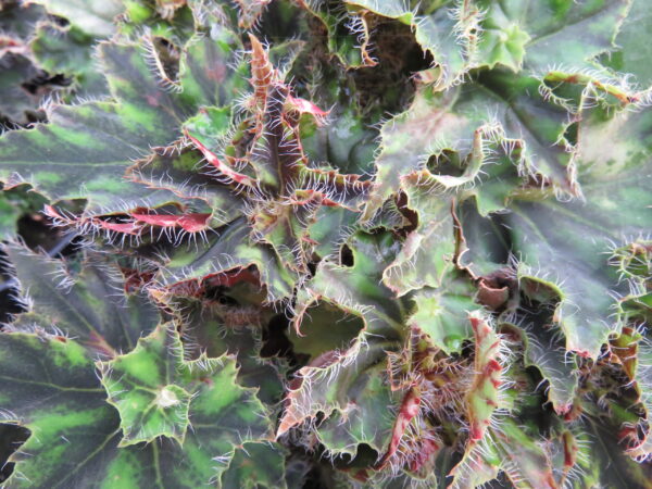 Begonia 'Bokit', pianta da interno