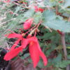 Begonia boliviensis 'Firecracker', pianta da esterno