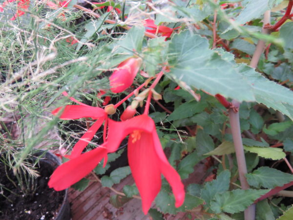 Begonia boliviensis 'Firecracker', pianta da esterno