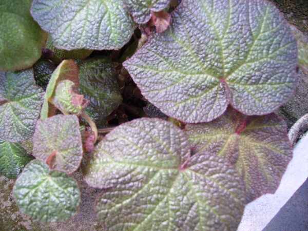 Begonia Boomer, pianta da interno